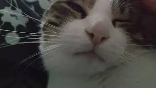 You can feel Lemon the cat's softness through the screen