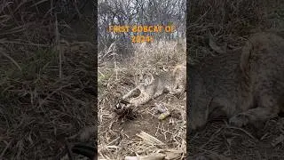 BOBCAT + DUKE 550!! #trapping #bobcat