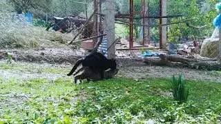 mating cats,female cat mating female cats sounds/Wild Cats Meet in the Forest
