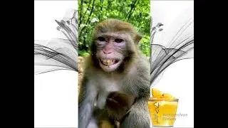 monkey laughing meme || Monkey funny video#try not to laugh