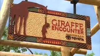 Hand-feed the giraffes at the Denver Zoo