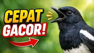 Tips Merawat Kacer Agar Cepat Gacor & Stabil Perawatan Harian Terbukti Ampuh