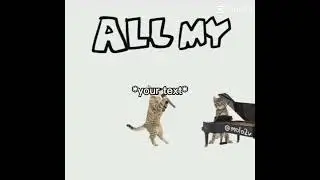 Music dance cat
