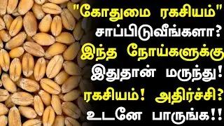 கோதுமை சாப்பிடுவீங்களா? நோய்க்கு மருந்து!|Wheat Health Benefits in Tamil|Kothumai Health Tips Tamil