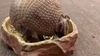 MY SOUTHERN 3 BANDED ARMADILLO ENCOUNTER ~ NATIONAL AVIARY PITTSBURGH PA | Pessimistic Philosophy