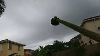 Weedwhacking after rain