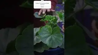 Geranium Maximum Flowering Tips #shorts #youtubeshorts #geranium
