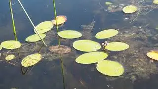 Водный щит