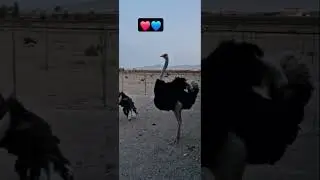 organic farm ostrich