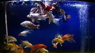 Beautiful Carp fish - C&aacute; Ch&eacute;p