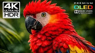 INCREDIBLE COLORS &mdash; Cinematic 4K Ultra HD Experience | Dolby Vision OLED (TV Demo)