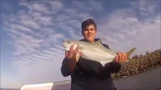 Botany Bay Kingfish