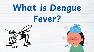 Dengue Fever Explained | Symptoms, Mosquito Cause & 3 Stages (Febrile, Critical, Recovery) 