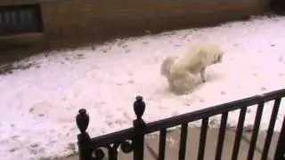 My dog+snow=FAIL