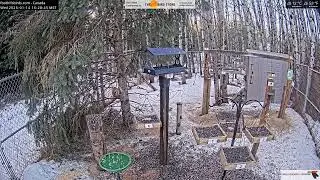 2026-01-14 - Foothills Birds - Foothills, AB - Live Stream Bird Feeder Cam (FiRN)