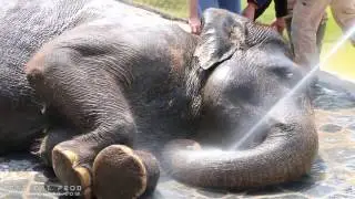 Le bain des éléphants - Pastille à Pairi Daiza  ( Elephant / Olifanten )