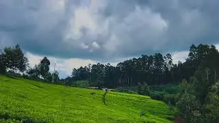 Kanunga Waterfalls Ndakaini Dam Giceceni Gituru Gatanga Kandara Border Murang'a County Landscape Tea
