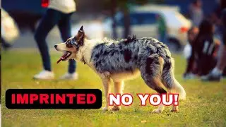 Imprinted: What It Means for Your Dog | Dog Behavior & Bonding Explained