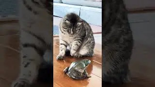 #catfunny #animal #cat #youtubevideos