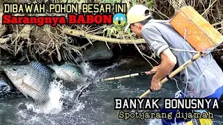 the spot is rarely touched, the nest is baboons ️ electrocute the fish here you get a lot