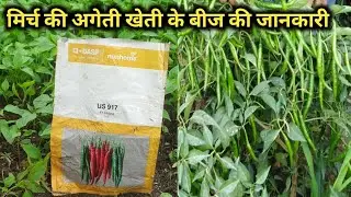 मिर्च की अगेती खेती संपूर्ण जानकारी | |  How to do chilli Farming | chilli Seeds |