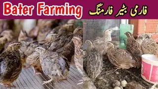Farmi Bater || Desi Bater || Quails Farming