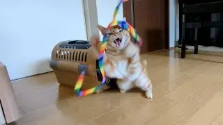 猫じゃらし大好き#64