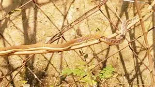 Ajj farm pr nikla  snake 🐍🙏___har har mahadev 💐💐_____
