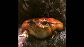 Guy Clegg - I Toad You So