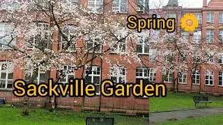 Sackville Gardens in Manchester| Spring 🌼