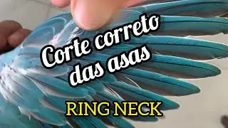 Como cortar as ASAS de um RING NECK. Aprenda a forma correta!!!