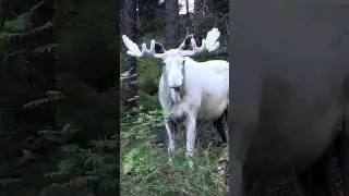 Лось- Альбинос. Чудо или ошибка природы? 