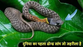 दुनिया का पहला  water snake जो जहरीला है