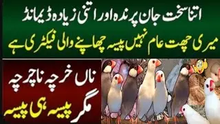Fancy Bird Farming Business idea in pakistan / Small setup and big Earning business idea in pakistan