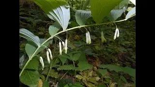 Tofieldia calyculata, Polygonatum latifolium, Polygonatum odoratum, Polygonatum multiflorum