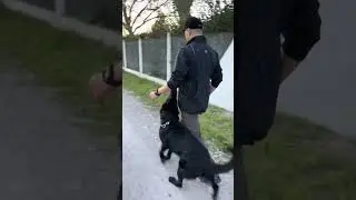 ▪️ Flawless Obedience in Public &ndash; Unbelievable Dog Control!🔥🐺 #germanshepherd #gsds