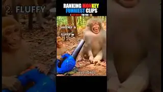 THE MOST HILARIOUS MONKEYS CLIPS. 😆