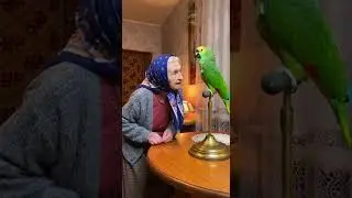 #automobile #funny #оркестромск #birds #музыкальность #alien #parrot #помирусаккордеоном #pets #топб