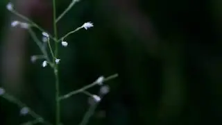 Iphone 6 macro videography