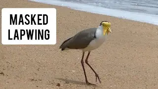Masked Lapwing (Vanellus miles)