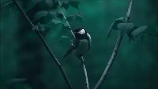 Magpie Chattering at Night | Animal Sounds