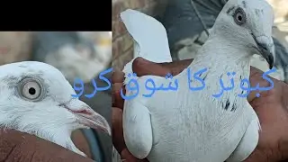 kabooter for sale | on YouTube channel crazy birds🕊️🕊️🕊️🕊️🕊️