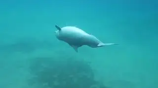 Indian Ocean humpback dolphin
