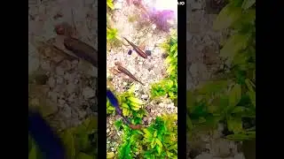 #Galaxy Rasboras courtship dance 💃🕺