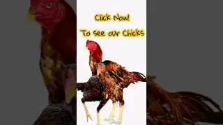 Ultimate Aseel Murga Breeding Tips: Unveil Shocking Results & Aseel Chicks You'll Love! #aseel #asil