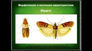 Insekti