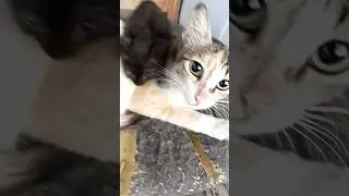 Cat Becomes a Chair! 😹 Baby Sits on Cat Like a Boss | Funny  Cute Cat Moment #catslife786 #cat #cute