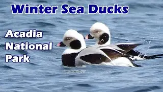 Winter Birding in Acadia
