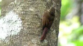 Plain-winged Woodcreeper