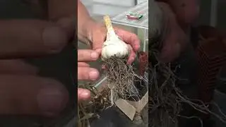 How to Store Garlic Right. Don&rsquo;t Cut Garlic Too Early!